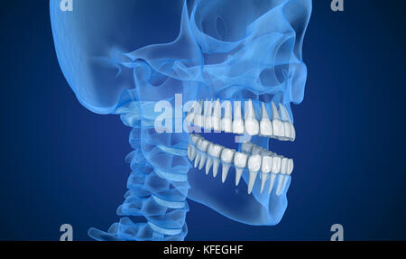 Transparente Schädel und Zähne, Xray Ansicht. 3D Illustration. Stockfoto