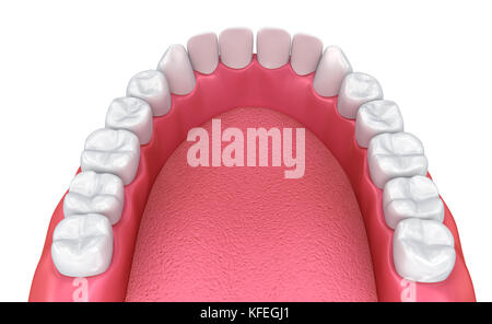 Mund, Zahnfleisch und Zähne. Medizinisch genaue Zahn 3D-Illustration Stockfoto