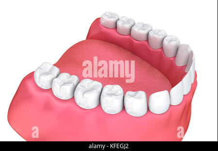 Mund, Zahnfleisch und Zähne. Medizinisch genaue Zahn 3D-Illustration Stockfoto