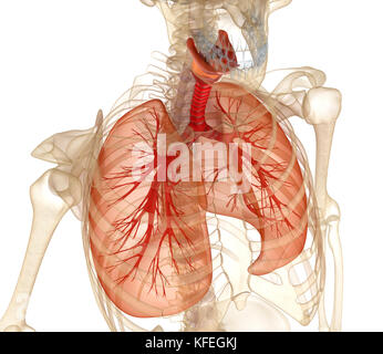 Menschliche Lunge, Luftröhre und Skelett. Medizinisch genaue 3D-Illustration Stockfoto