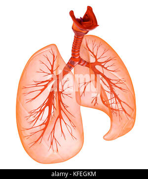 Menschliche Lunge und Luftröhre. Medizinisch genaue 3D-Illustration Stockfoto