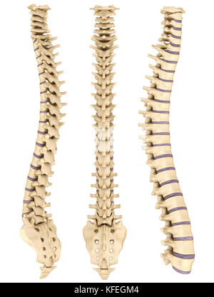 Detaillierte Wirbelsäule mit Bandscheiben Stockfoto