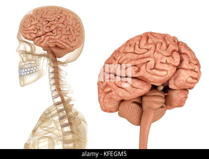 Gehirn und Skelett, Anatomie des Menschen. Medizinisch genaue 3D-Illustration Stockfoto