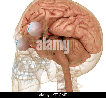 Anatomie des Auges und Skelett isoliert auf weiss. 3D render Stockfoto