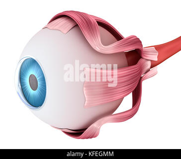 Auge Anatomie - innere Struktur, Medizinisch genaue 3D-Abbildung. Stockfoto