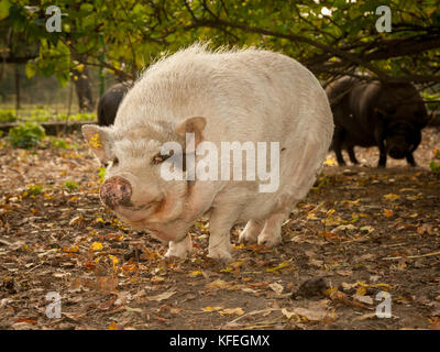 Porträt eines hungrigen weißen Vietnamese Pot bellied außerhalb Stockfoto