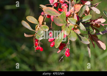 Zweig der Gemeinsamen berberitze am Himmel Hintergrund. beberitze rote Früchte. Stockfoto