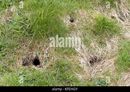 Bank Vole Hole; Myodes glareolus Lancashire; Großbritannien Stockfoto