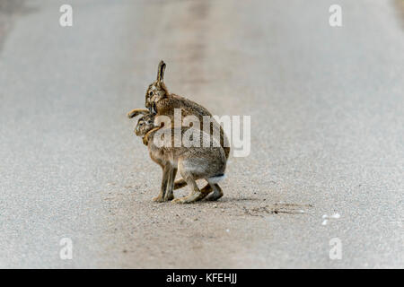 Feldhase, Lepus europaeus zwei Boxen Schottland; VEREINIGTES KÖNIGREICH Stockfoto