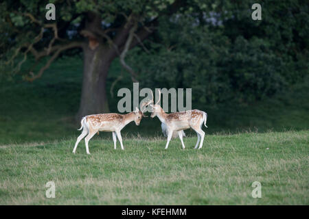 Damhirsche; Dama dama; zwei Bucks; Sparring; Derbyshire; Großbritannien Stockfoto