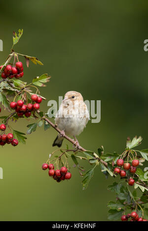 Goldfink; Carduelis carduelis Single Young auf Hawthorn Cornwall; UK Stockfoto