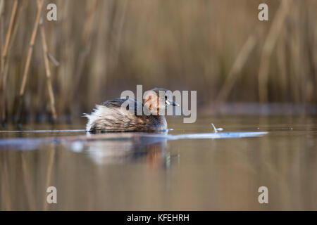 Kleiner Grebe; Tachybaptus ruficollis Single im Federgefieder Cornwall; UK Stockfoto