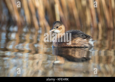 Kleiner Grebe; Tachybaptus ruficollis Single im Wintergefieder Cornwall; UK Stockfoto