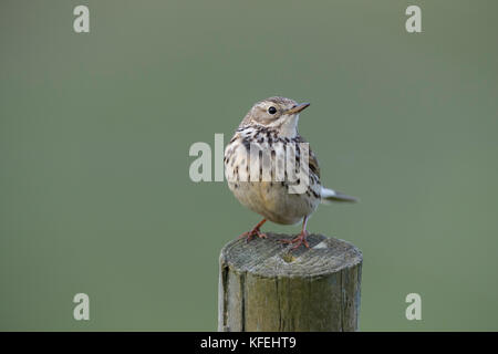 Wiesenpieper; Anthus pratensis Single auf Post Yorkshire, UK Stockfoto