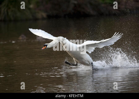 Höckerschwan Cygnus olor; einzelne Flattern über Wasser Cornwall, UK Stockfoto