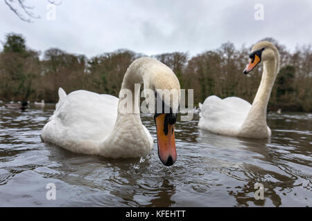 Stummer Schwan; Cygnus Farbe zwei; mit Weitwinkelobjektiv Cornwall; UK Stockfoto