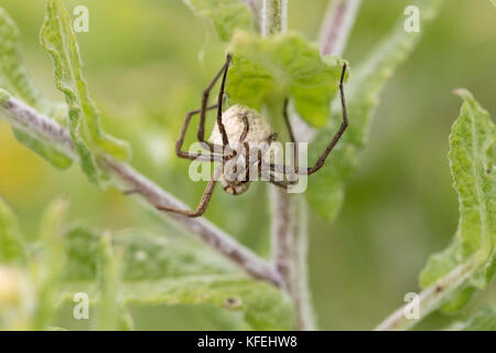 Baumschule Netz Spinne; Pisaura mirabilis Single mit Ei Sac Cornwall; Großbritannien Stockfoto