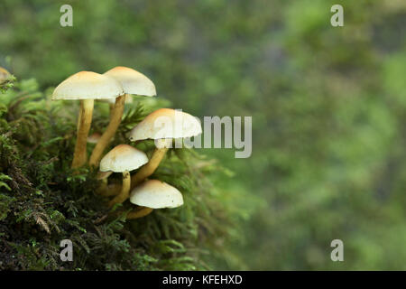 Schwefel Büschel Hypholoma fasciculare; Cornwall, UK Stockfoto