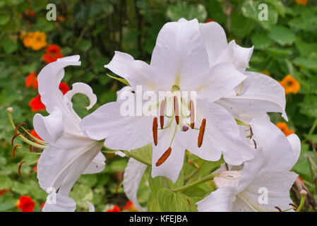 Orientalische Lilie (Lilium Casa Blanca) Stockfoto