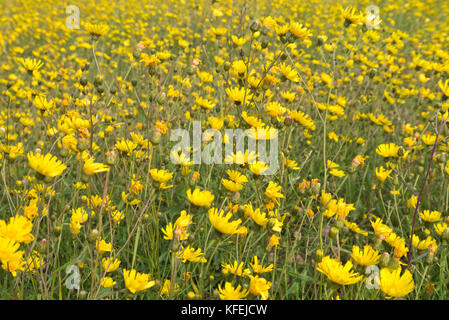 Habichtskraut oxtongue (picris hieracioides) Stockfoto