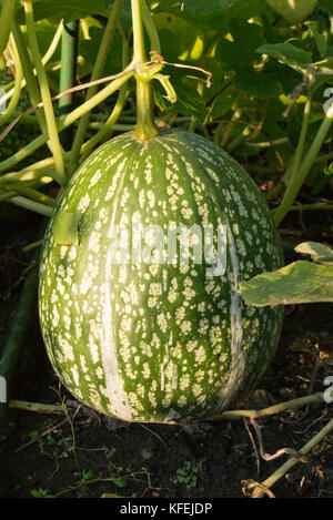 Abb.-leaved Kürbis (Cucurbita ficifolia) Stockfoto