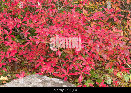 Laubabwerfende Azalee (Rhododendron Mollis 'Koster brillant Rot') Stockfoto