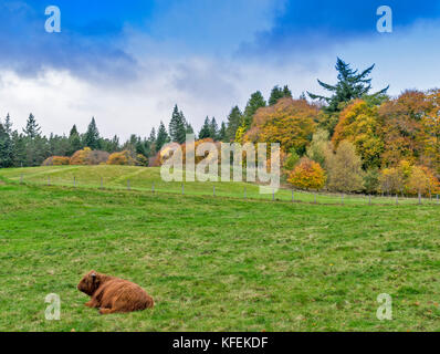 BALMORAL CASTLE ROYAL DEESIDE ABERDEENSHIRE SCOTLAND THE BALMORAL GOLFPLATZ UMGEBEN VON GELB UND GOLD HERBSTLICHEN BÄUMEN UND EINEM HIGHLAND BULLE IN DER Stockfoto