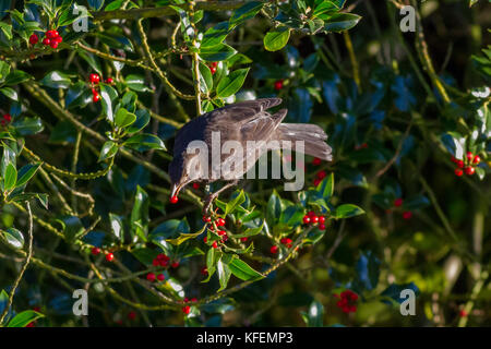 UK Wildlife: weibliche Amsel Essen rote Beeren aus einer stechpalme Baum im Herbst Licht Stockfoto