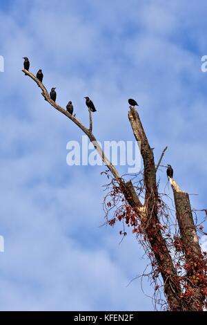 Europäische Stare (Sturnus vulgaris) thronten auf einem Baum Stockfoto