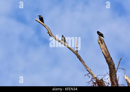 Europäische Stare (Sturnus vulgaris) thronten auf einem Baum Stockfoto