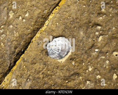 Eine versteinerte Muschel in weichen Sandstein oder Kalkstein in Malta Stockfoto