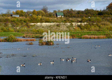 Kanada Gänse im Herbst am College Lake Nature Reserve, Tring, Großbritannien Stockfoto