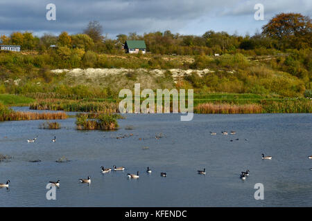 Kanada Gänse im Herbst am College Lake Nature Reserve, Buckinghamshire, Großbritannien Stockfoto