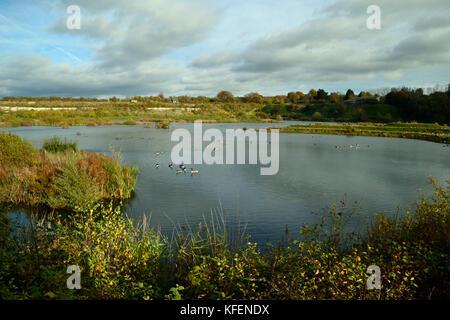 Kanada Gänse im Herbst am College Lake Nature Reserve, Buckinghamshire, Großbritannien Stockfoto