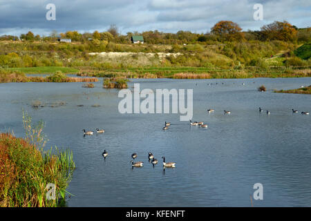 Kanada Gänse im Herbst am College Lake Nature Reserve, Buckinghamshire, Großbritannien Stockfoto