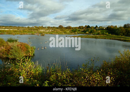 Kanada Gänse im Herbst am College Lake Nature Reserve, Buckinghamshire, Großbritannien Stockfoto