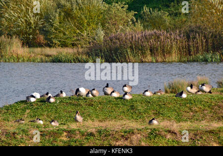 Kanada Gänse im Herbst am College Lake Nature Reserve, Buckinghamshire, Großbritannien Stockfoto