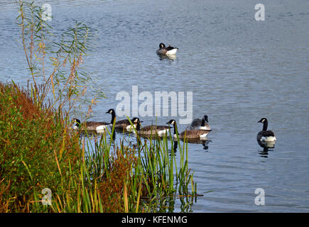 Kanada Gänse im Herbst am College Lake Nature Reserve, Buckinghamshire, Großbritannien Stockfoto