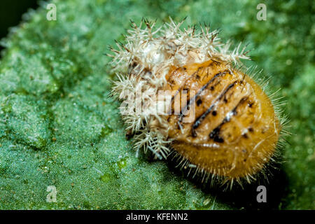 Seidenspinner motte Caterpillar wirft seine Haut, während Sie sich auf dem Blatt einer squirting Gurke Anlage. Stockfoto