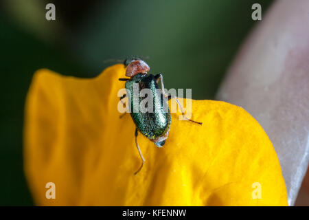 Das Getreide blatt Käfer (oulema Melanopus oder Lema melanopa) ist ein coleopter, gehören zur Familie der chrysomelidae und eine landwirtschaftliche Schädlingsbekämpfung. Stockfoto