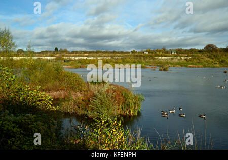 Kanada Gänse im Herbst am College Lake Nature Reserve, Buckinghamshire, Großbritannien Stockfoto