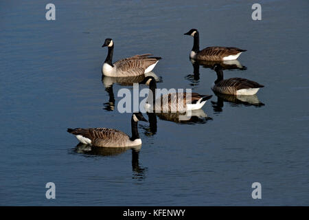 Kanada Gänse im Herbst am College Lake Nature Reserve, Buckinghamshire, Großbritannien Stockfoto