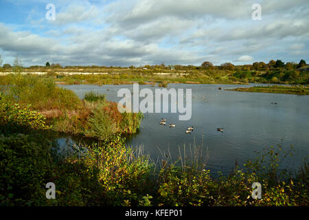 Kanada Gänse im Herbst am College Lake Nature Reserve, Tring, Großbritannien Stockfoto