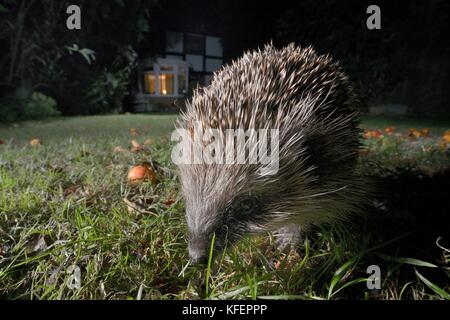 Igel (Erinaceus europaeus) Nahrungssuche auf einem Rasen in einem Vorort Garten bei Nacht, Chippenham, Wiltshire, UK, September. Mit einer entfernten Kamera genommen. Stockfoto