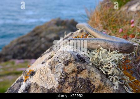 Slow worm (Anguis fragilis) sonnen auf einer Flechte bedeckt Boulder auf einer Klippe an der Küste Grünland, Cornwall, UK, Juni. Stockfoto