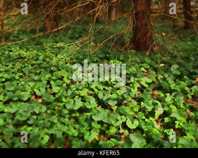 Ein cluff von Klee unter einem Baum in einem Wald Stockfoto