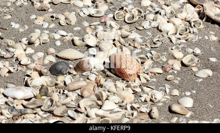 Herz cockle Shell und Shark's Auge am Strand von Sanibel Island Florida, Usa Stockfoto