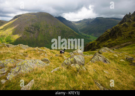 Eibenkarre. Ein schöner, aber schwieriger Aufstieg im Lake District von Cumbria. Auch Szenen aus Dore Head in Richtung Scafells und Kirk Fell Stockfoto