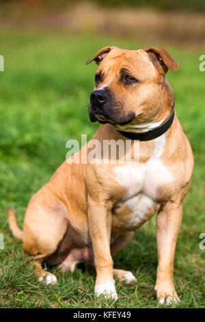 Ein Porträt der Staffordshire Bull Terrier auf der grünen Wiese Stockfoto