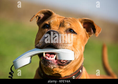 American Staffordshire Terrier Holding ein Telefon in seinem Mund - Begriff der Kommunikation Stockfoto